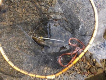 大井川（大井川(非)漁業協同組合） 釣果