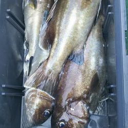 モンロー号 釣果