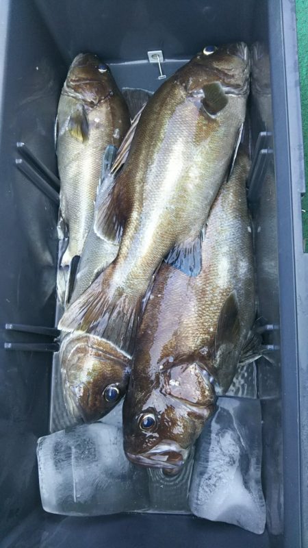 モンロー号 釣果