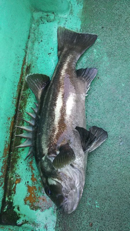 モンロー号 釣果