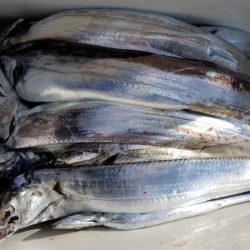 オーフリー 釣果