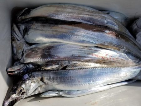 オーフリー 釣果