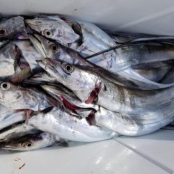 オーフリー 釣果