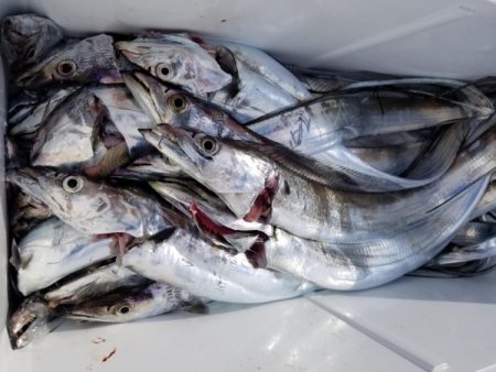 オーフリー 釣果