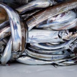 オーフリー 釣果