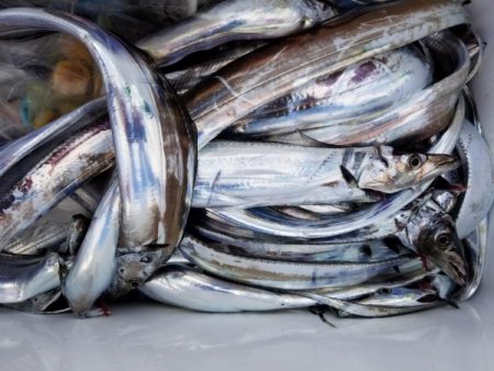 オーフリー 釣果