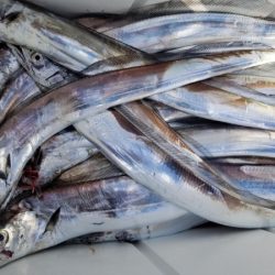 オーフリー 釣果