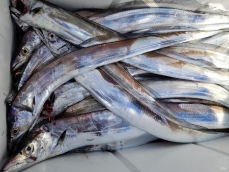 オーフリー 釣果