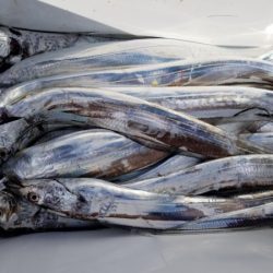 オーフリー 釣果