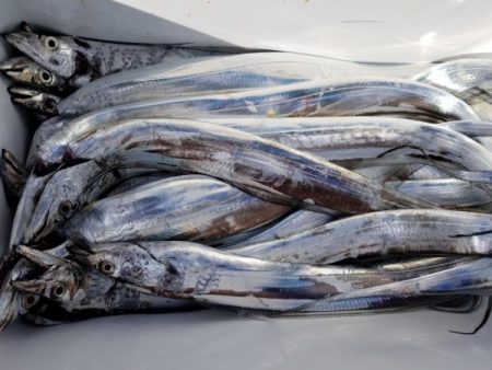 オーフリー 釣果