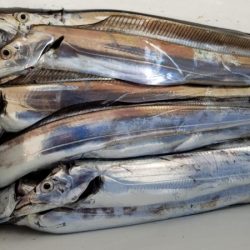 オーフリー 釣果