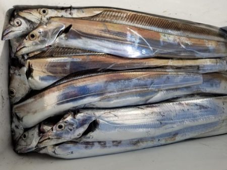 オーフリー 釣果