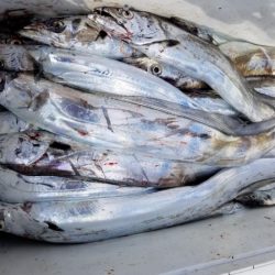 オーフリー 釣果