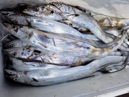 オーフリー 釣果