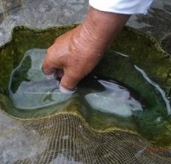 大井川(大井川(非)漁業協同組合) 釣果