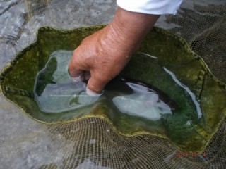 大井川（大井川(非)漁業協同組合） 釣果