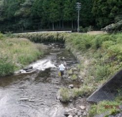 大井川(大井川(非)漁業協同組合) 釣果