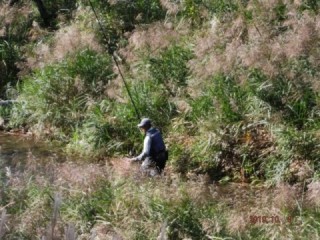 大井川（大井川(非)漁業協同組合） 釣果