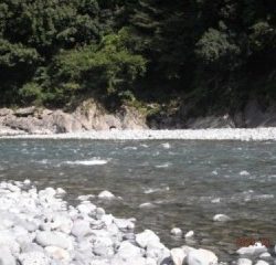 大井川(大井川(非)漁業協同組合) 釣果