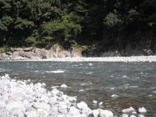 大井川（大井川(非)漁業協同組合） 釣果