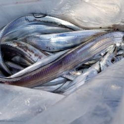 オーフリー 釣果