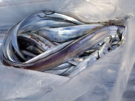 オーフリー 釣果