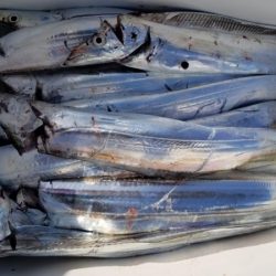 オーフリー 釣果