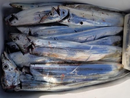 オーフリー 釣果