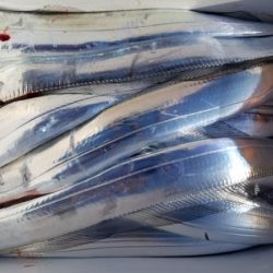 オーフリー 釣果