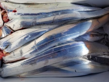 オーフリー 釣果