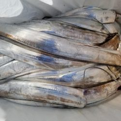 オーフリー 釣果