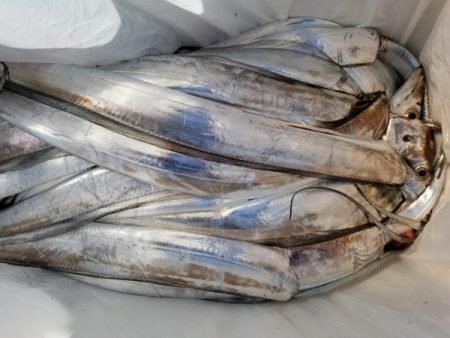 オーフリー 釣果