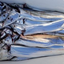 オーフリー 釣果