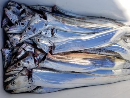 オーフリー 釣果