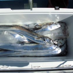 十八宝洋丸 釣果