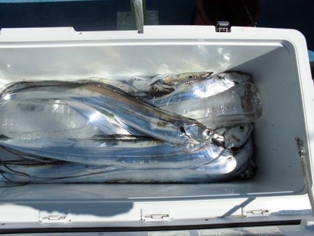 十八宝洋丸 釣果