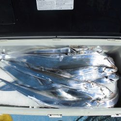 十八宝洋丸 釣果