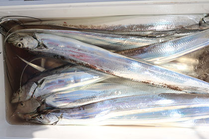 松本釣船２ 釣果