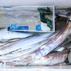 松本釣船２ 釣果