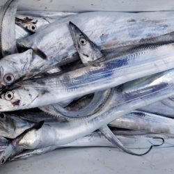 オーフリー 釣果