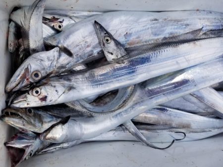 オーフリー 釣果