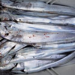 オーフリー 釣果