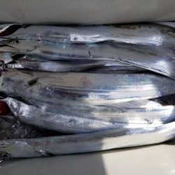 オーフリー 釣果