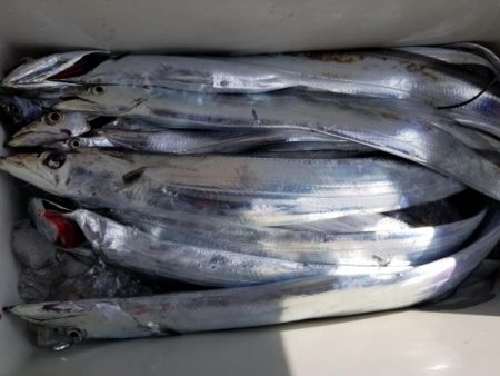 オーフリー 釣果