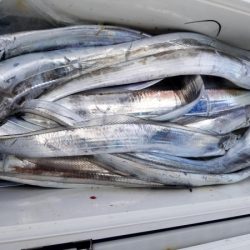 オーフリー 釣果