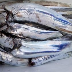 オーフリー 釣果