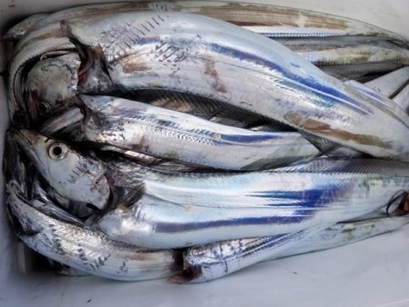 オーフリー 釣果