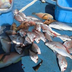 十八宝洋丸 釣果