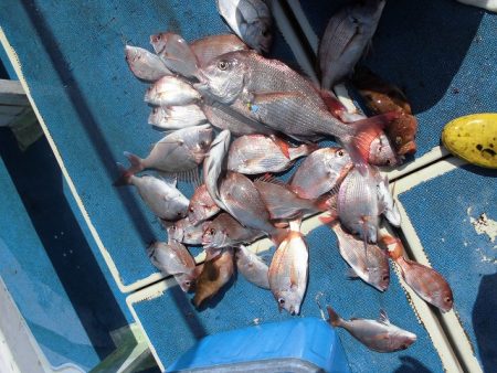 十八宝洋丸 釣果