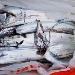 オーフリー 釣果